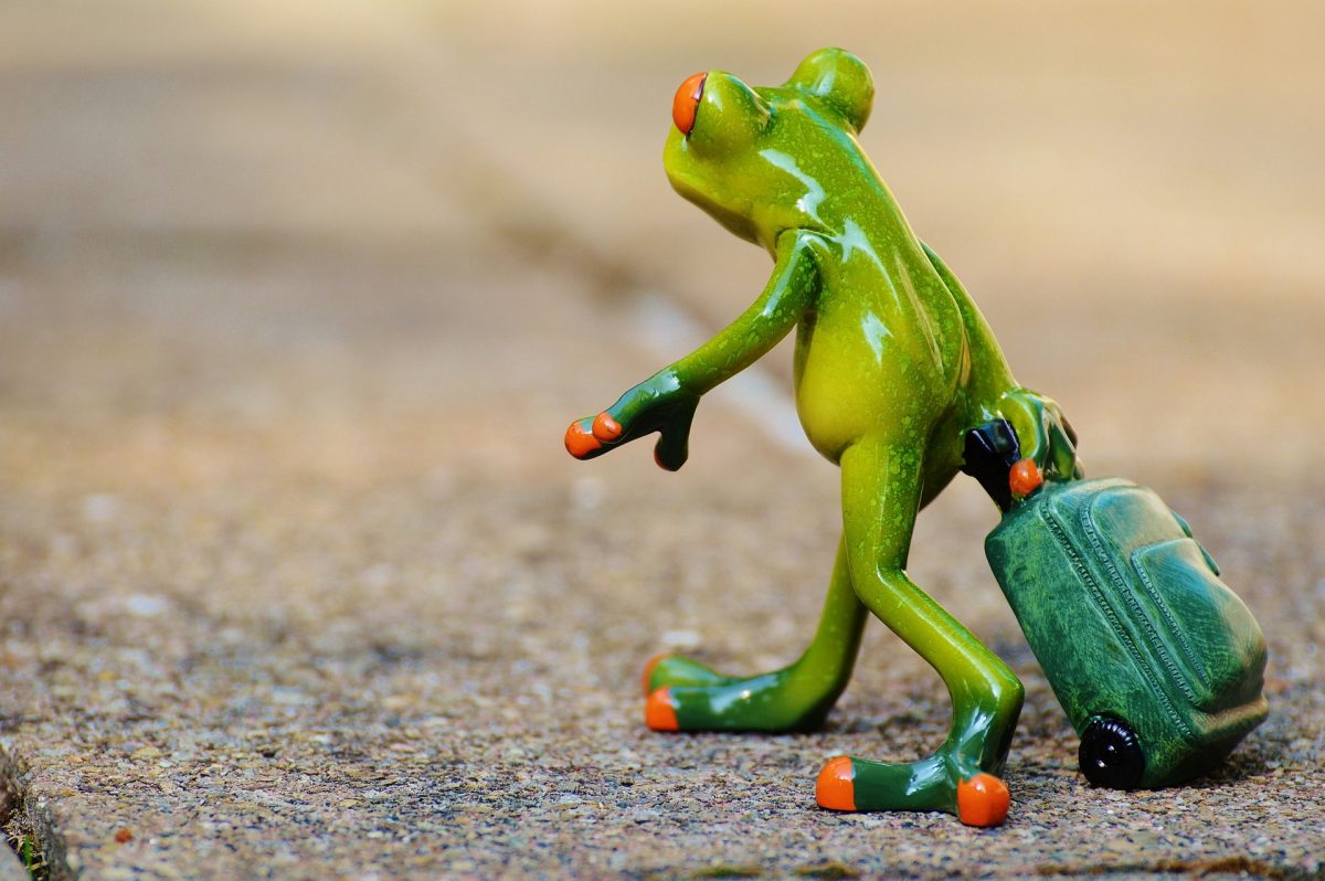frog-gd06b2ed42_1920-1200x798.jpg